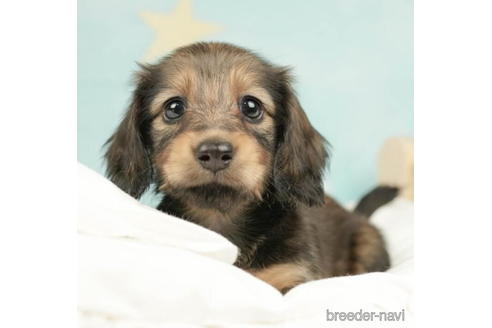 成約済の千葉県のミニチュアダックスフンド(ロングヘアード)-210407